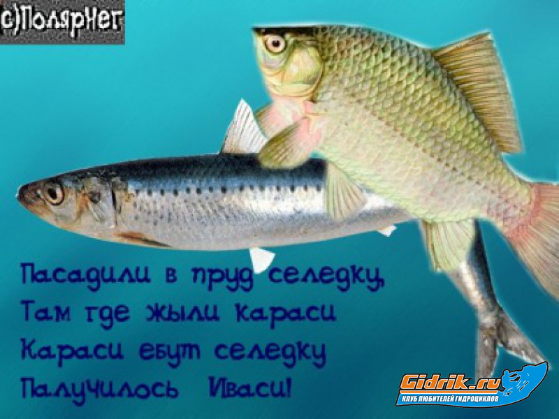 караси.jpg